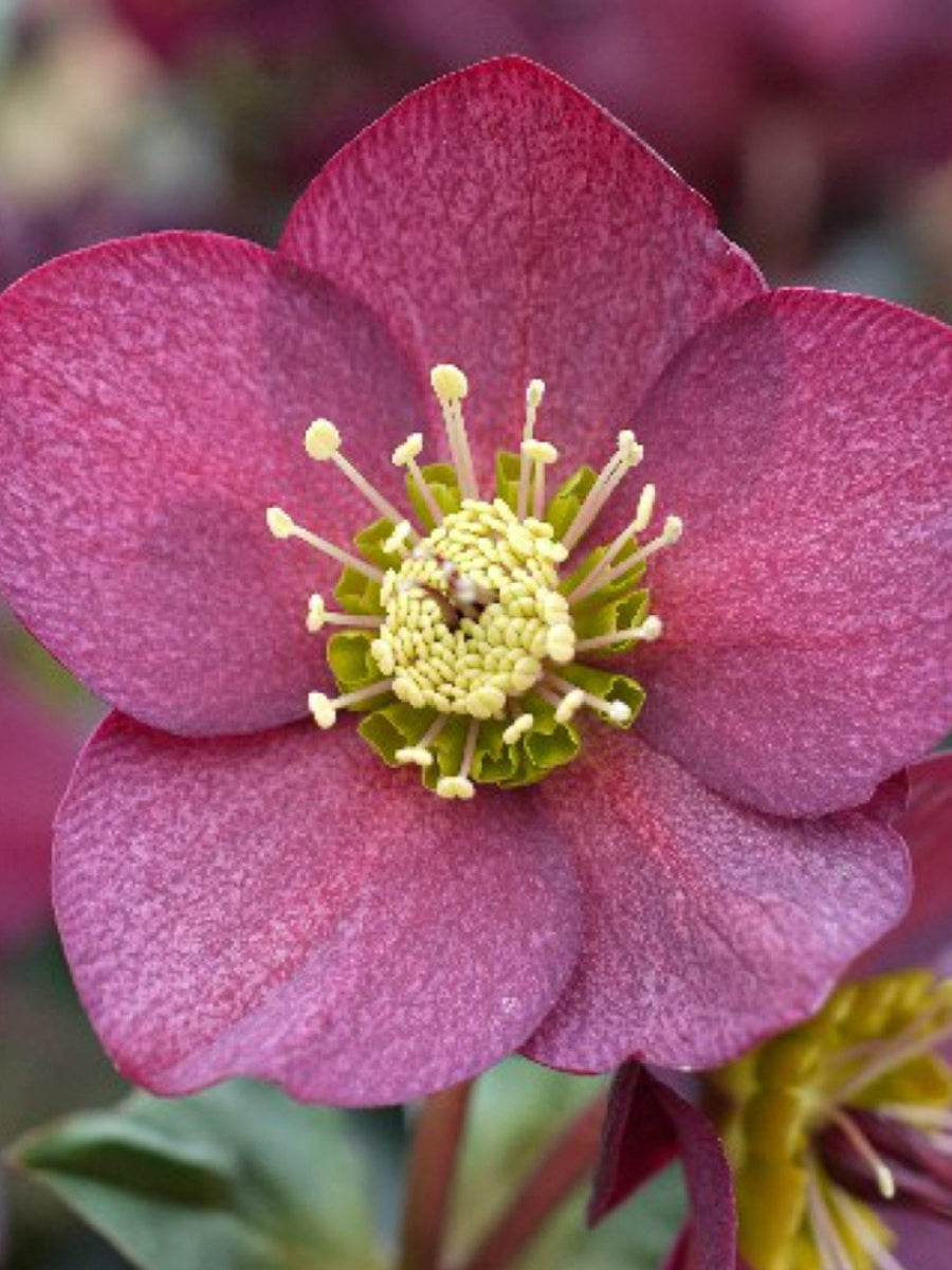 Hellebore Ice N' Roses Red 1G